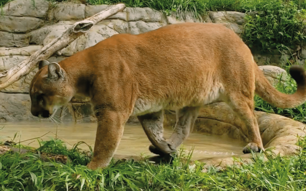 Fundación Zoológica de Cali