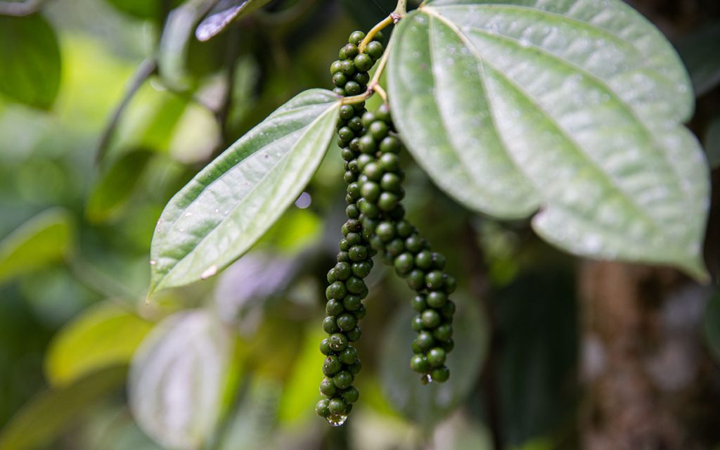 Prácticas limpias en el cultivo de pimienta, para reconstruir el suelo y cuidar el agua y aire, del piedemonte amazónico