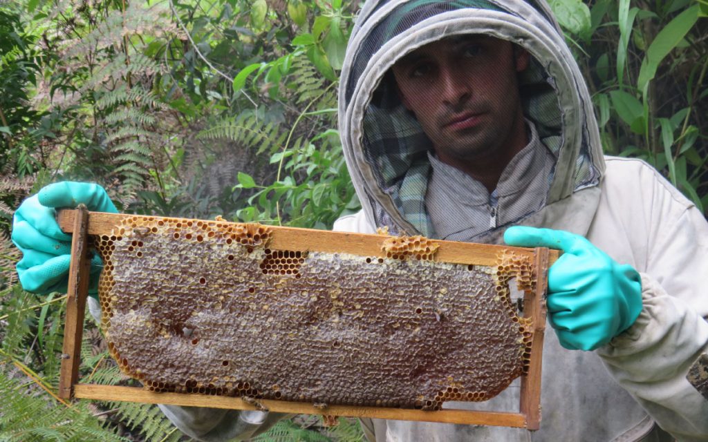 Los Yariguíes con abejas, ciencia, tecnología e innovación