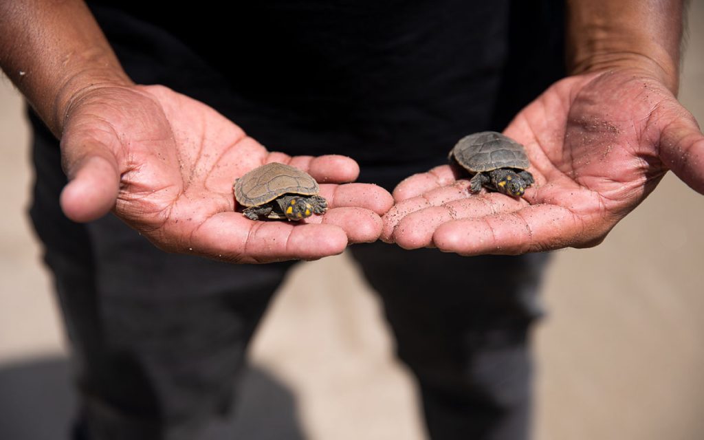 Diálogo de saberes para empoderar líderes comunitarios indígenas en la protección de tortugas amenazadas del Río Amazonas