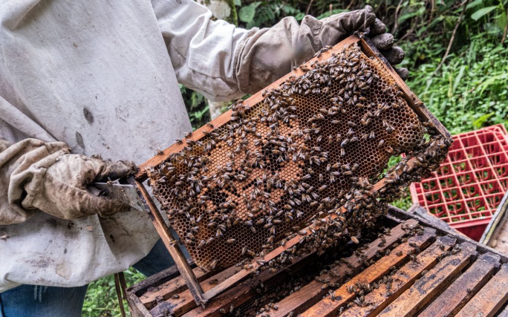 Mieles producidas por abejas ubicadas en cafetales orgánicos de la Sierra Nevada de Santa Marta