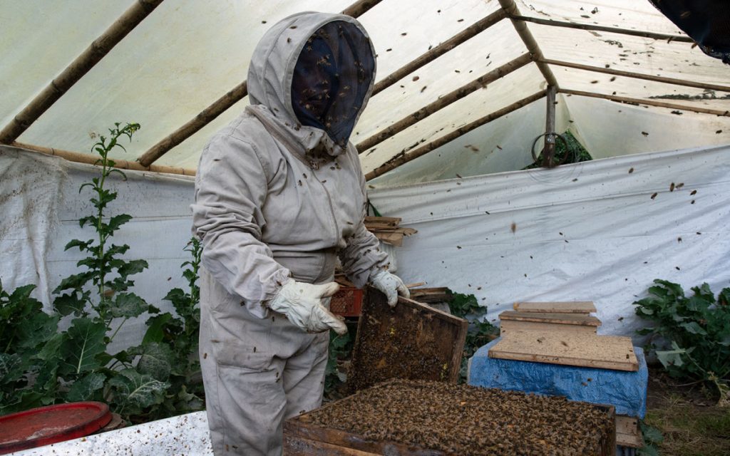 Dispersando biodiversidad con apicultura de altura